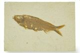 Detailed Fossil Fish (Knightia) - Wyoming #363894-1